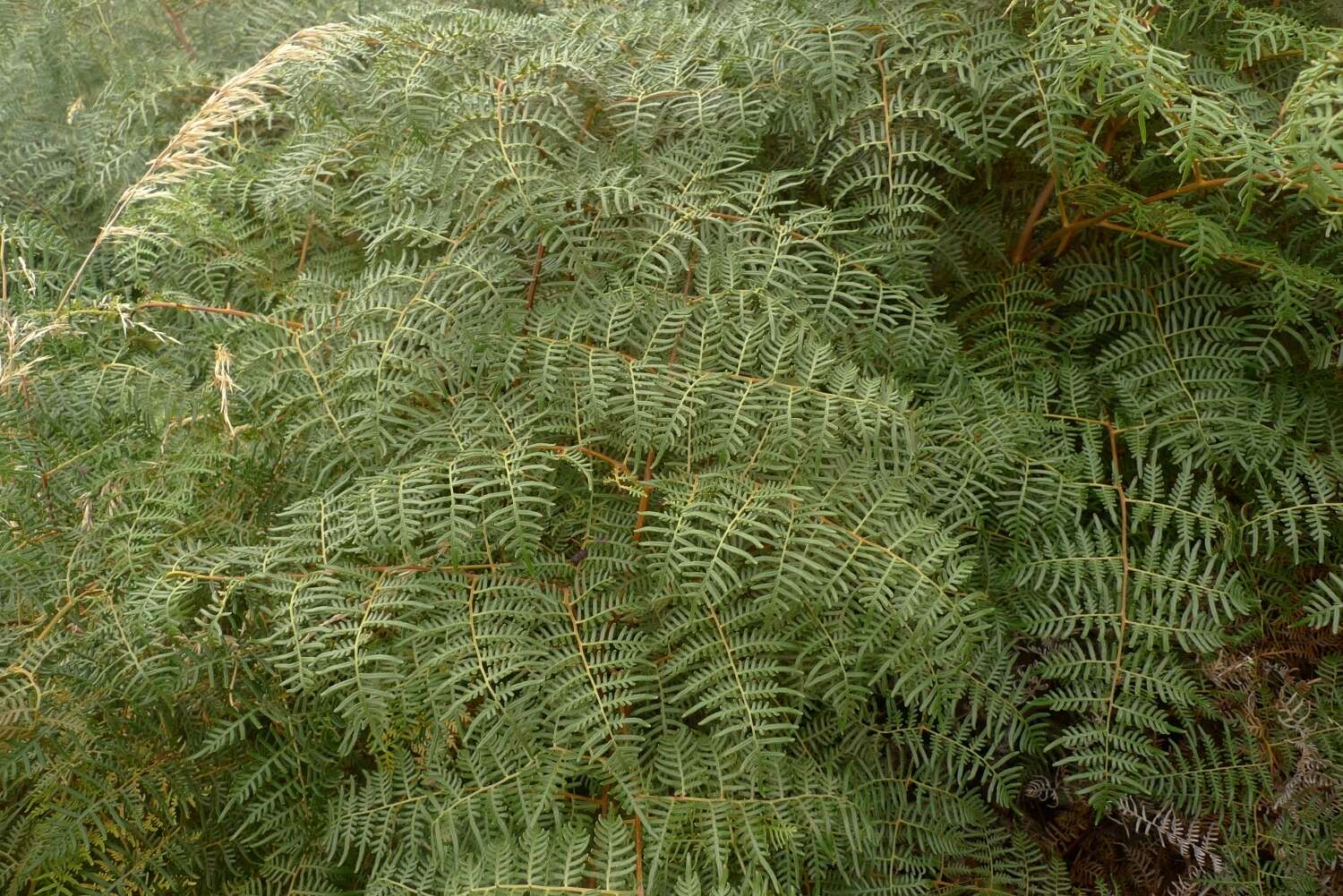 Image of Pteridium esculentum (G. Forst.) Nakai