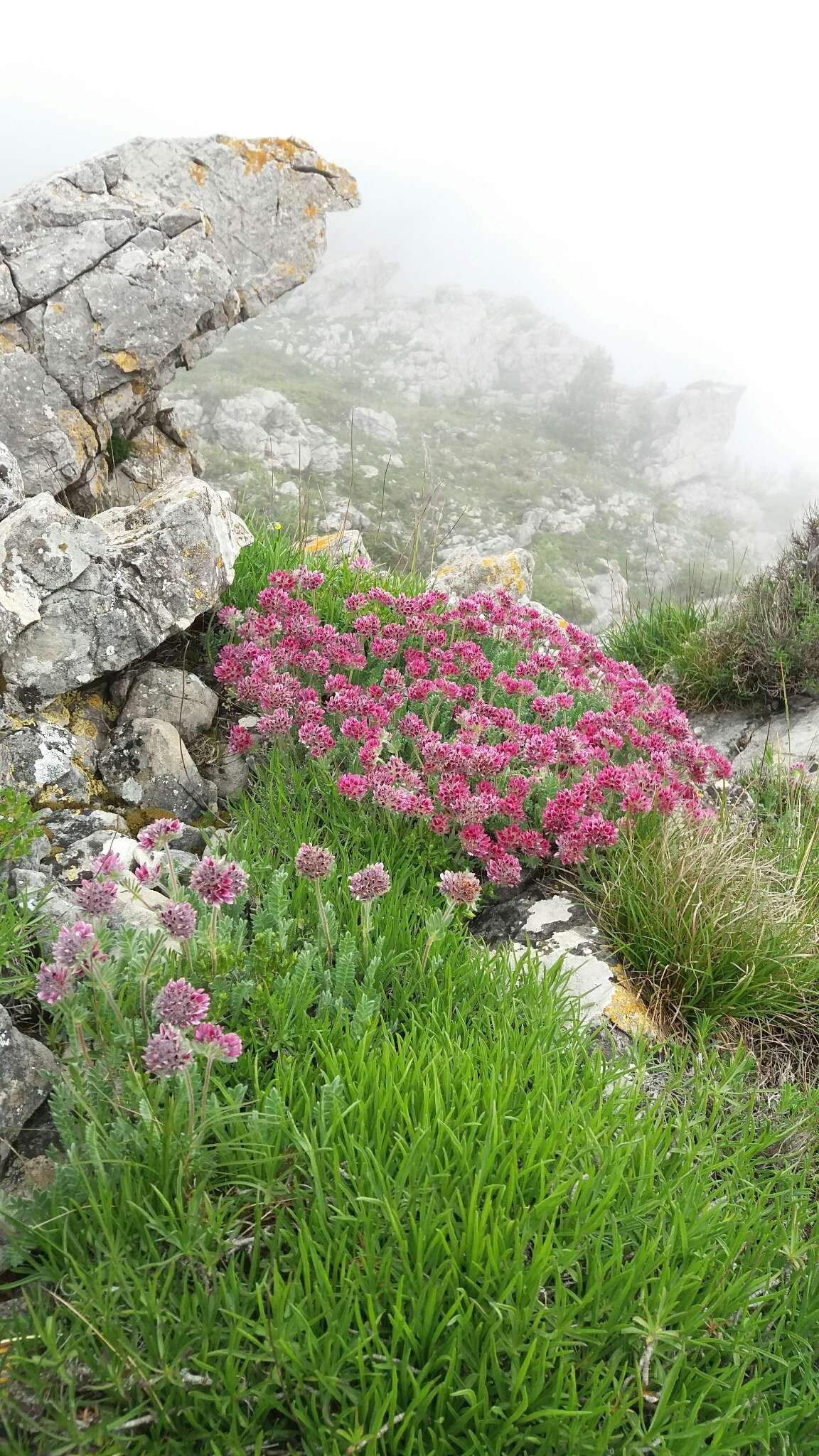 Image of Mountain Kidney Vetch