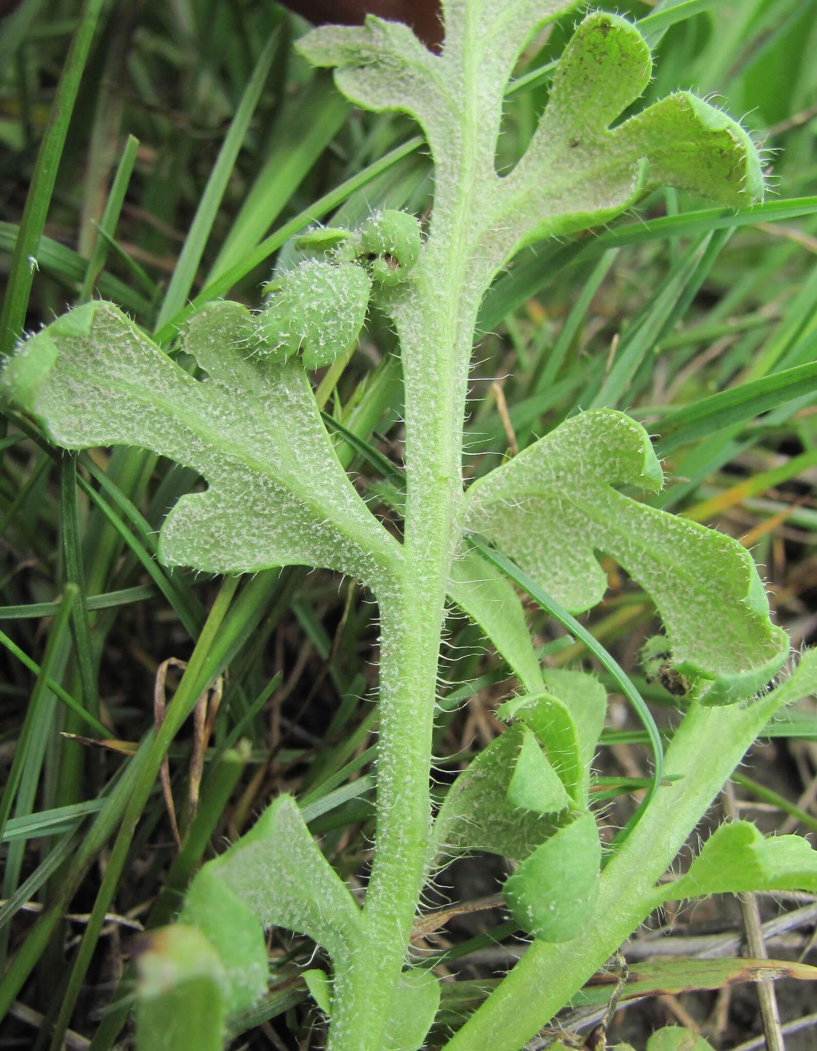 Image of Peronospora arborescens