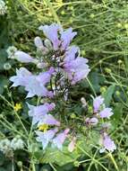 Image of longsepal beardtongue