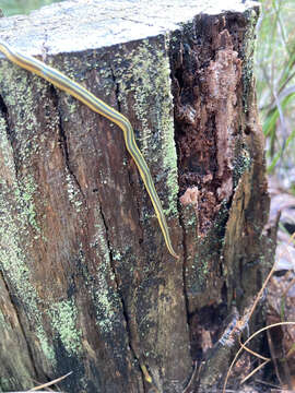 Image of Caenoplana dubia (Dendy 1891)