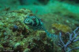 Image of Reticulated sandperch