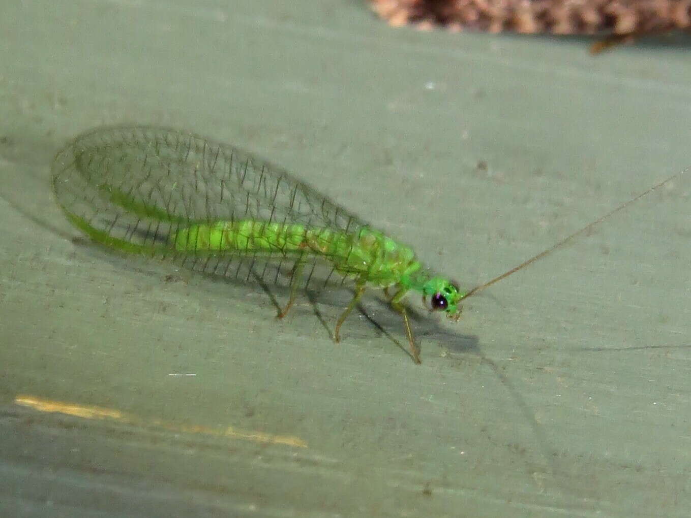 Sivun Mallada tripunctatus (McLachlan 1867) kuva