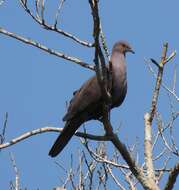 Image of Ruddy Pigeon