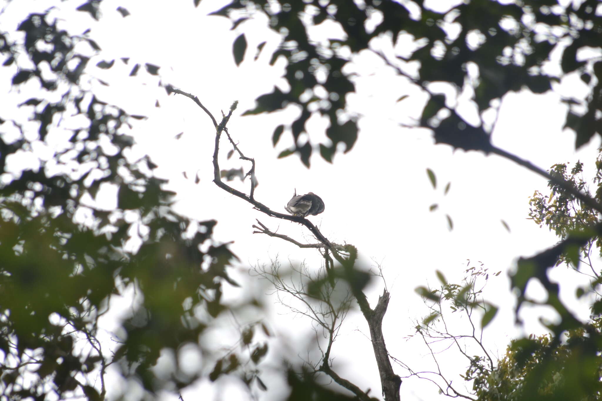 Spizaetus ornatus (Daudin 1800) resmi