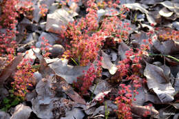 Image de Drosera stolonifera Endl.