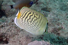 Image of Dot and dash Butterflyfish