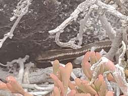 Sivun Pseudalsophis hoodensis (Van Denburgh 1912) kuva