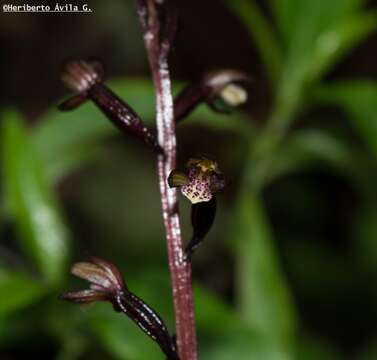 Image of Corallorhiza bulbosa A. Rich. & Galeotti