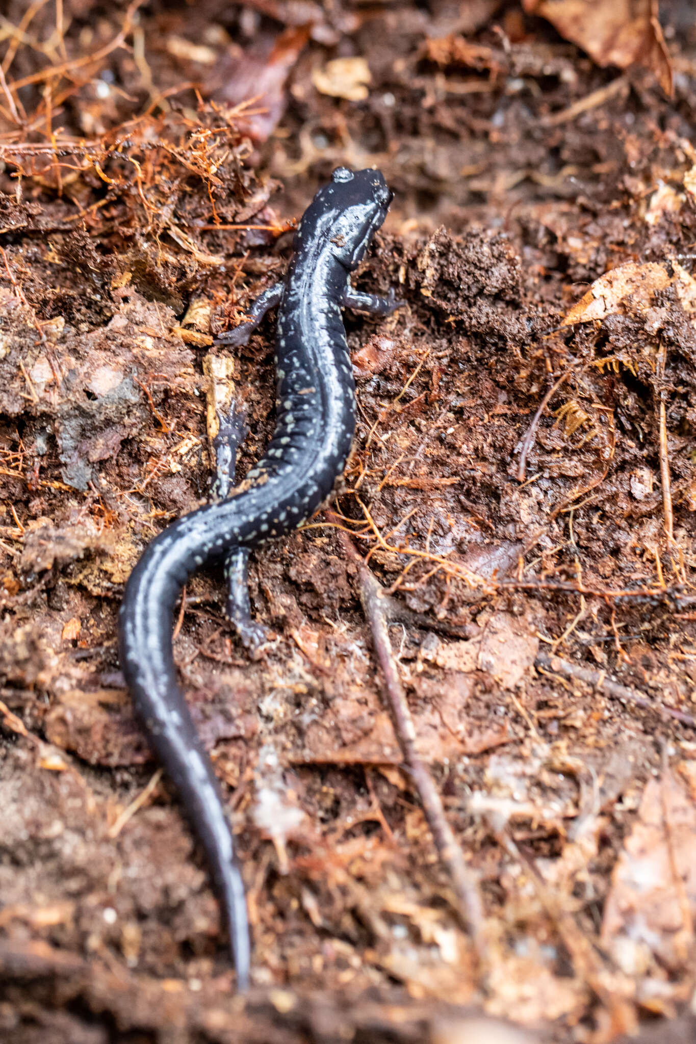 Imagem de Plethodon variolatus (Gilliams 1818)