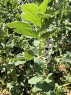 Image of Broad Bean