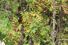 Image of American mountain ash