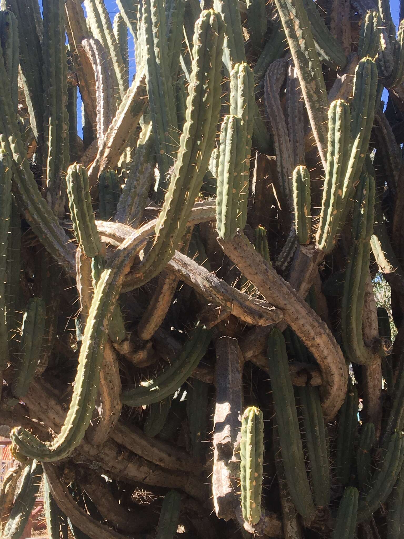 Image of Bolivian Torch Cactus