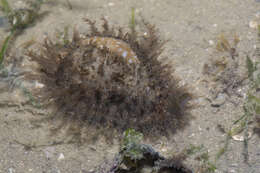 Image of Fuzzy cowrie shell