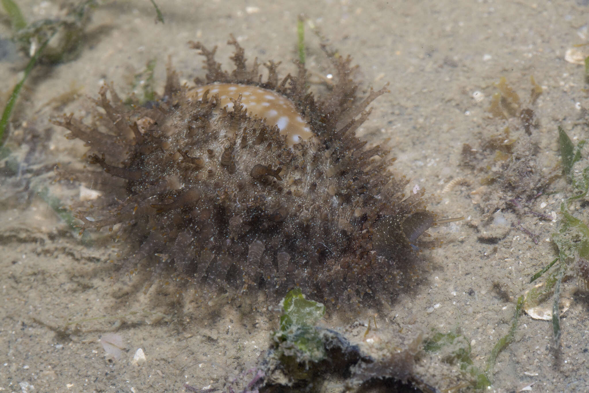 Image of Fuzzy cowrie shell