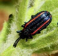 Image of Microrhopala rubrolineata rubrolineata J. L. Le Conte 1859