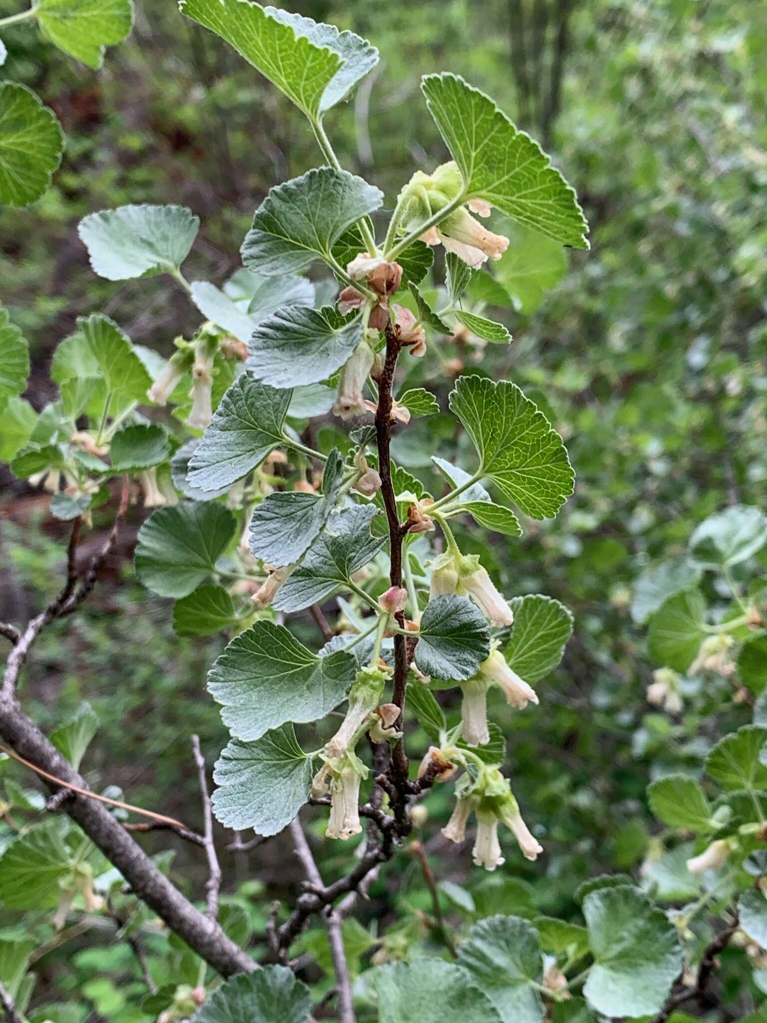 Image of whisky currant