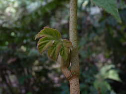 Image of Begonia parviflora Poepp. & Endl.