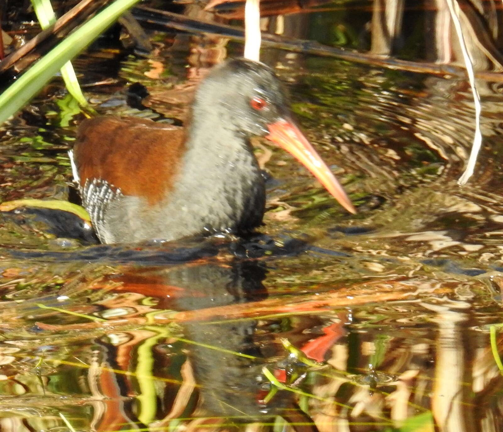 Image of African Rail