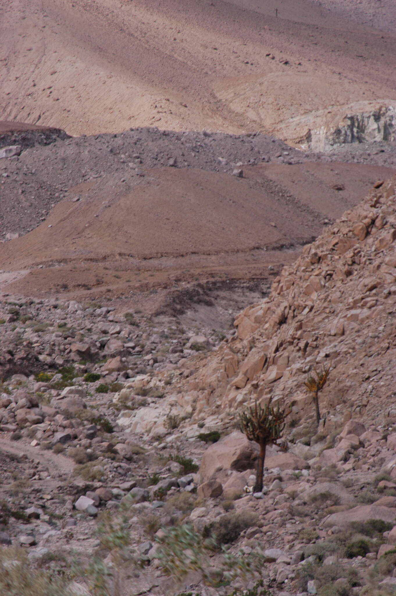 Image of Browningia candelaris (Meyen) Britton & Rose