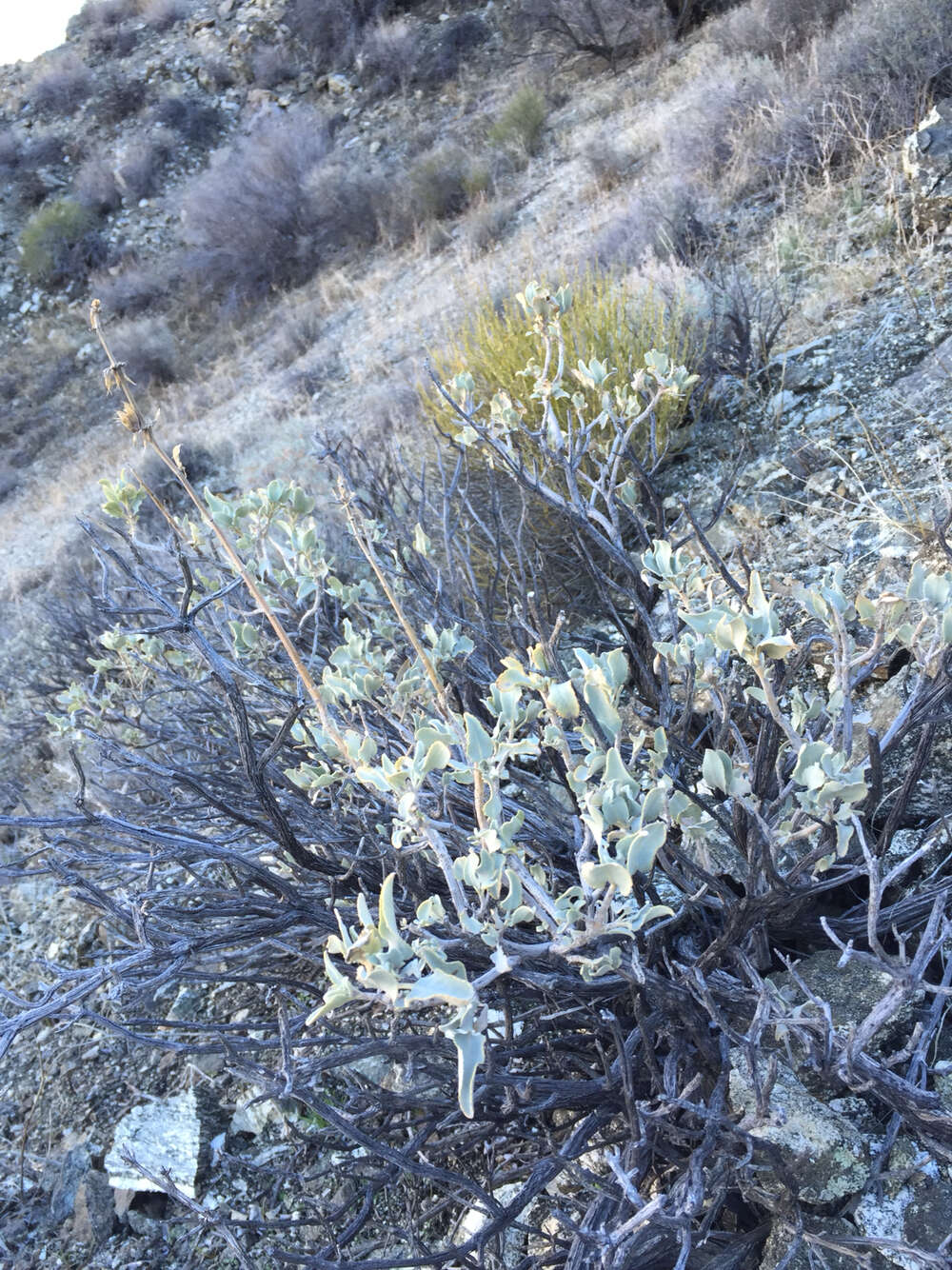 Image of scallopleaf sage