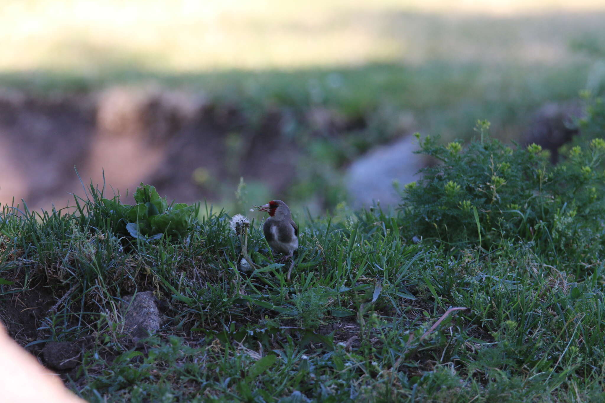 Carduelis carduelis caniceps Vigors 1831的圖片