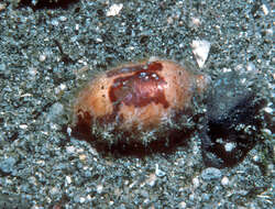 Image of stolid cowrie