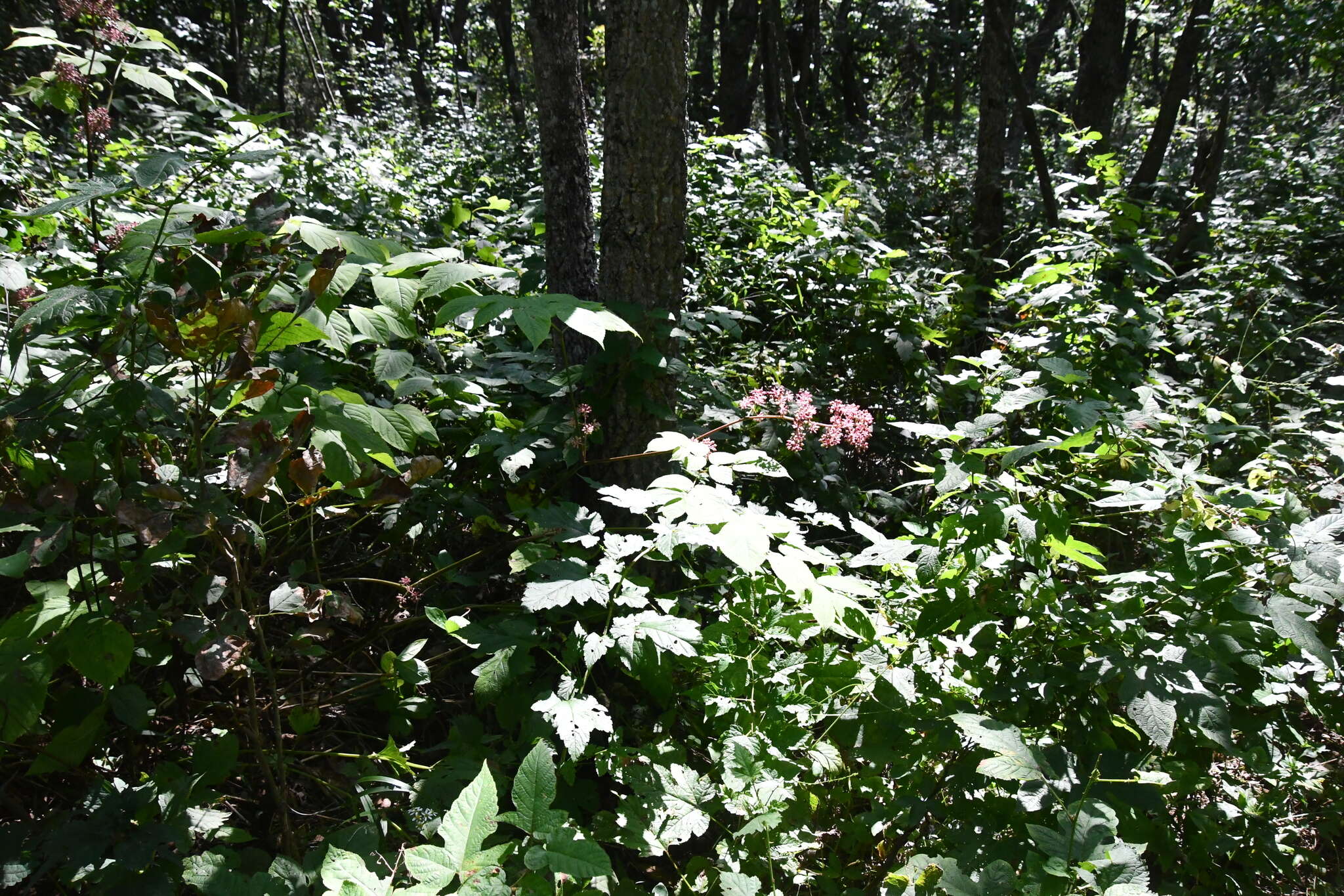 Image de Aralia continentalis Kitag.