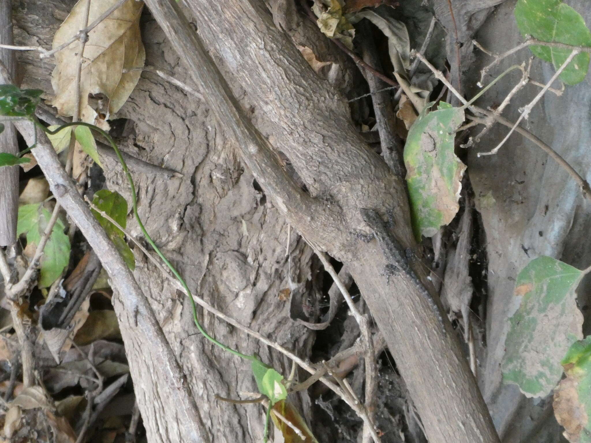 Image of Angulated dwarf gecko