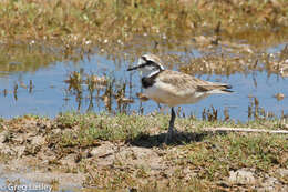 Charadrius thoracicus (Richmond 1896) resmi