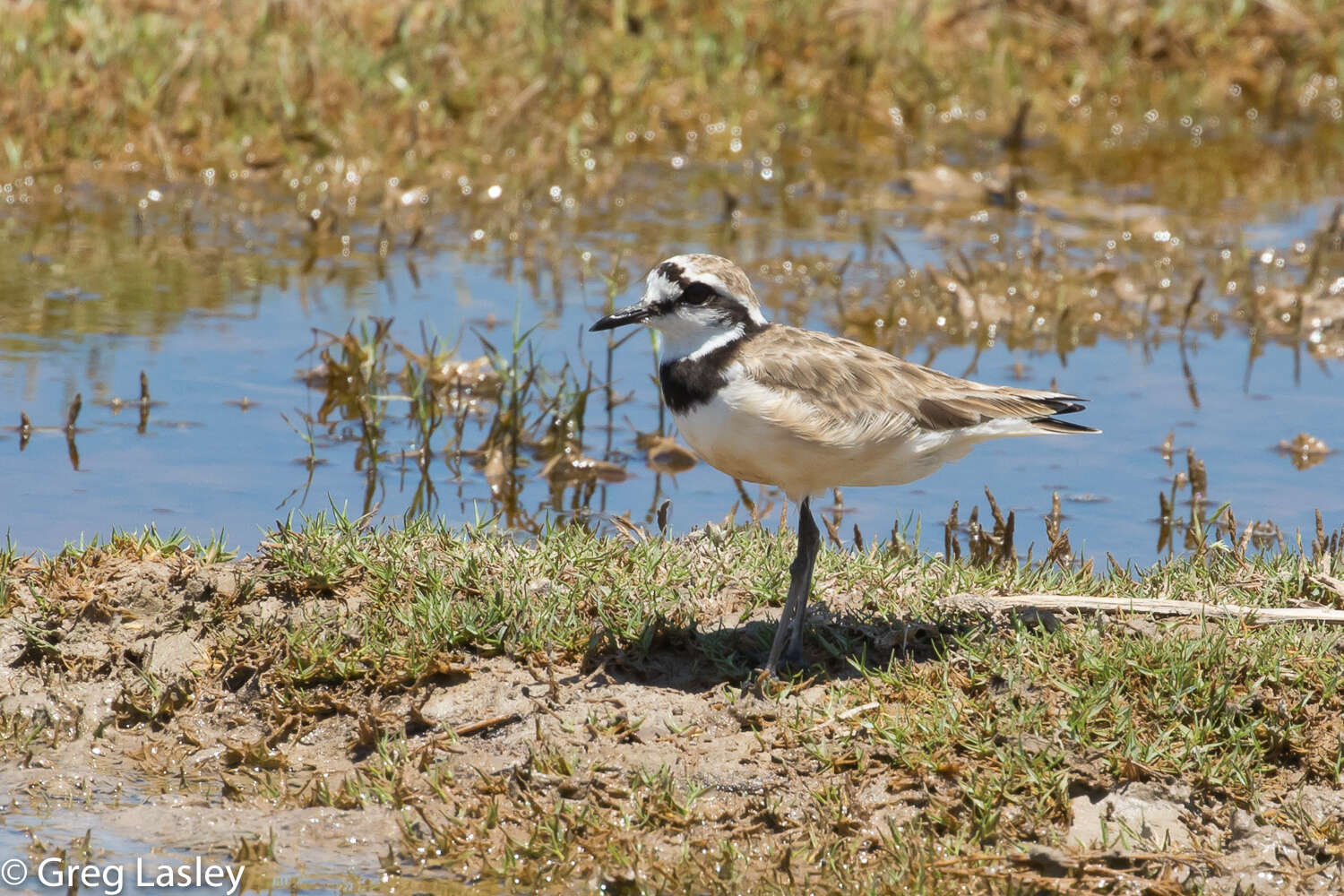 Charadrius thoracicus (Richmond 1896) resmi