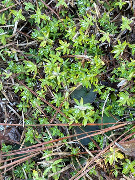 Image of Chevreulia acuminata Less.