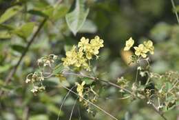 Image of Canary nettle