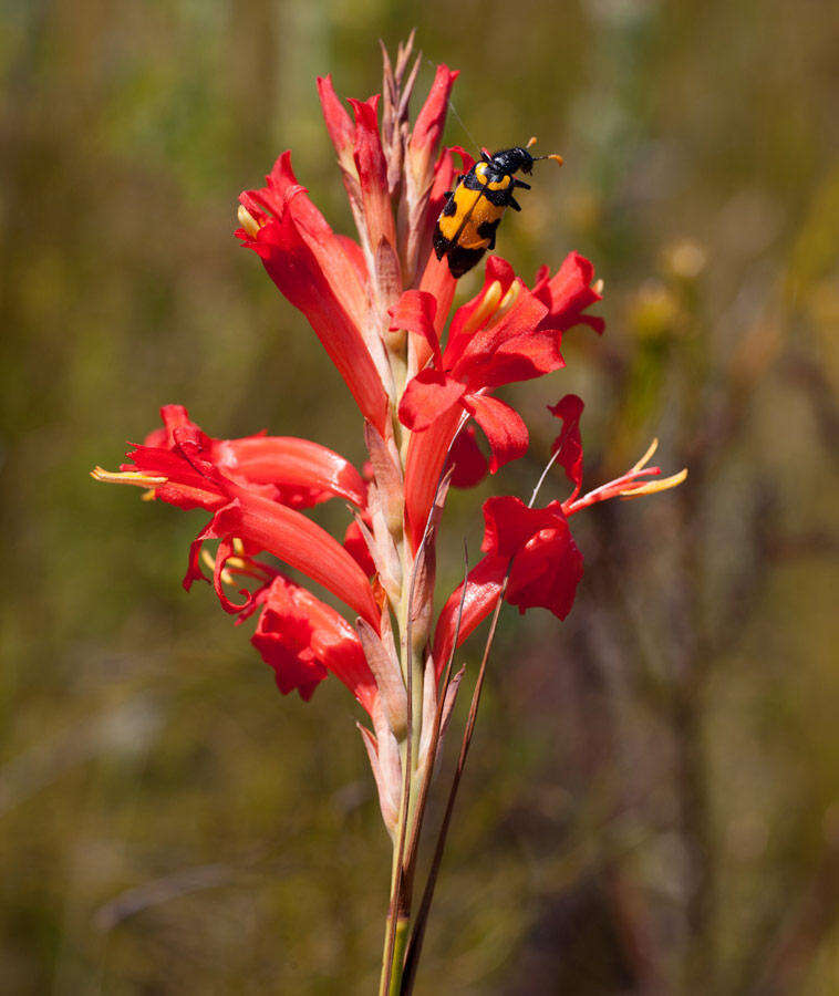 Tritoniopsis triticea (Burm. fil.) Goldblatt的圖片