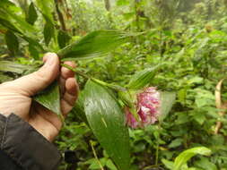 Image of Elleanthus capitatus (Poepp. & Endl.) Rchb. fil.