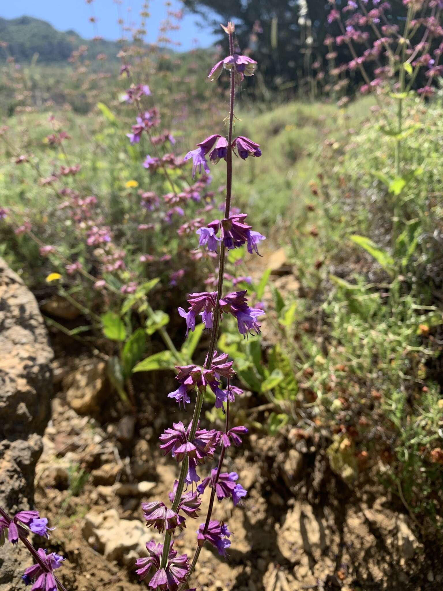 Imagem de Salvia judaica Boiss.