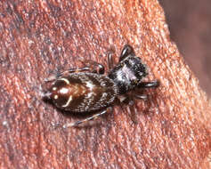 Image of Pungalina plurilineata Richardson 2016