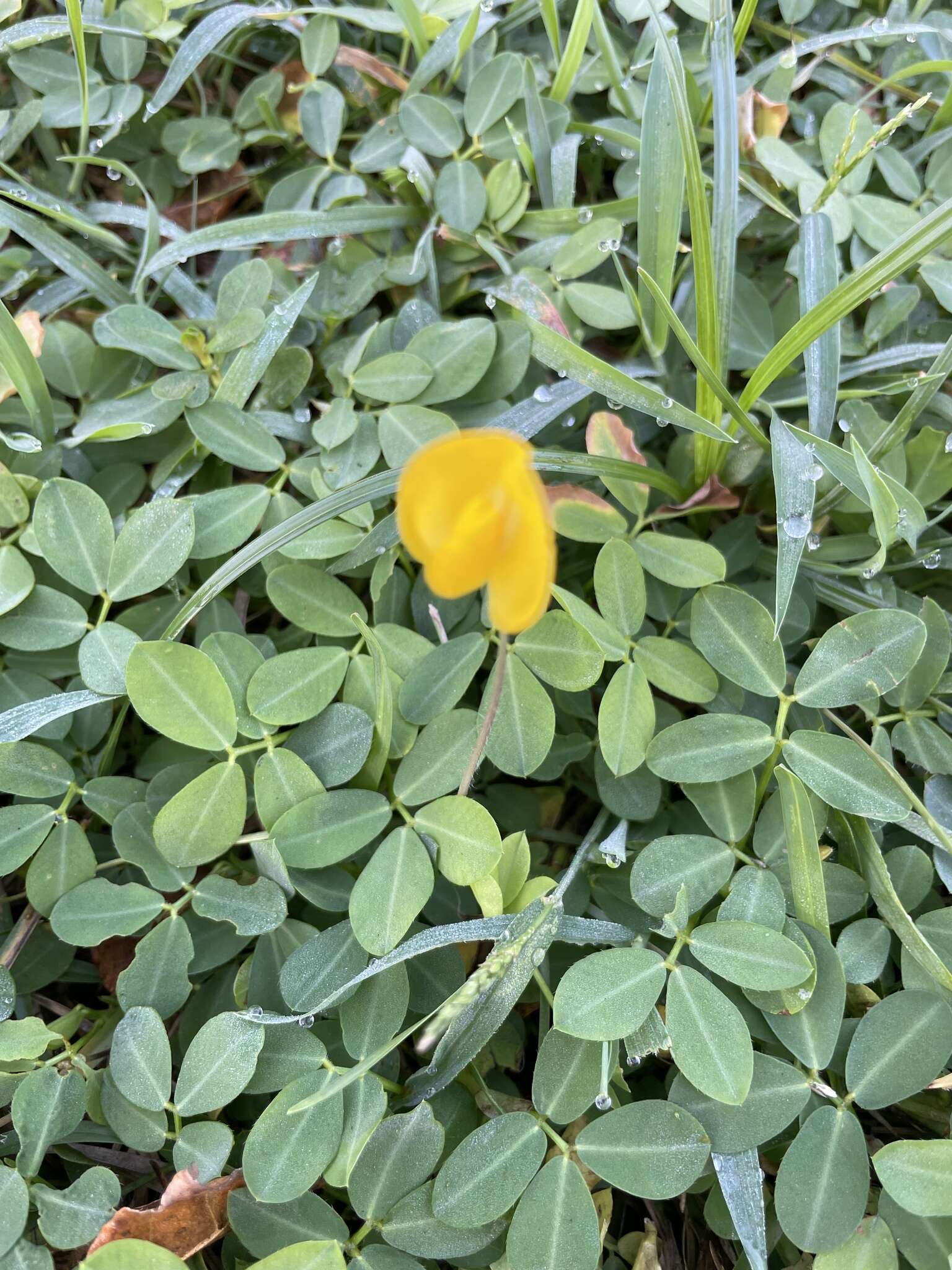 Image of Arachis duranensis Krapov. & W. C. Greg.