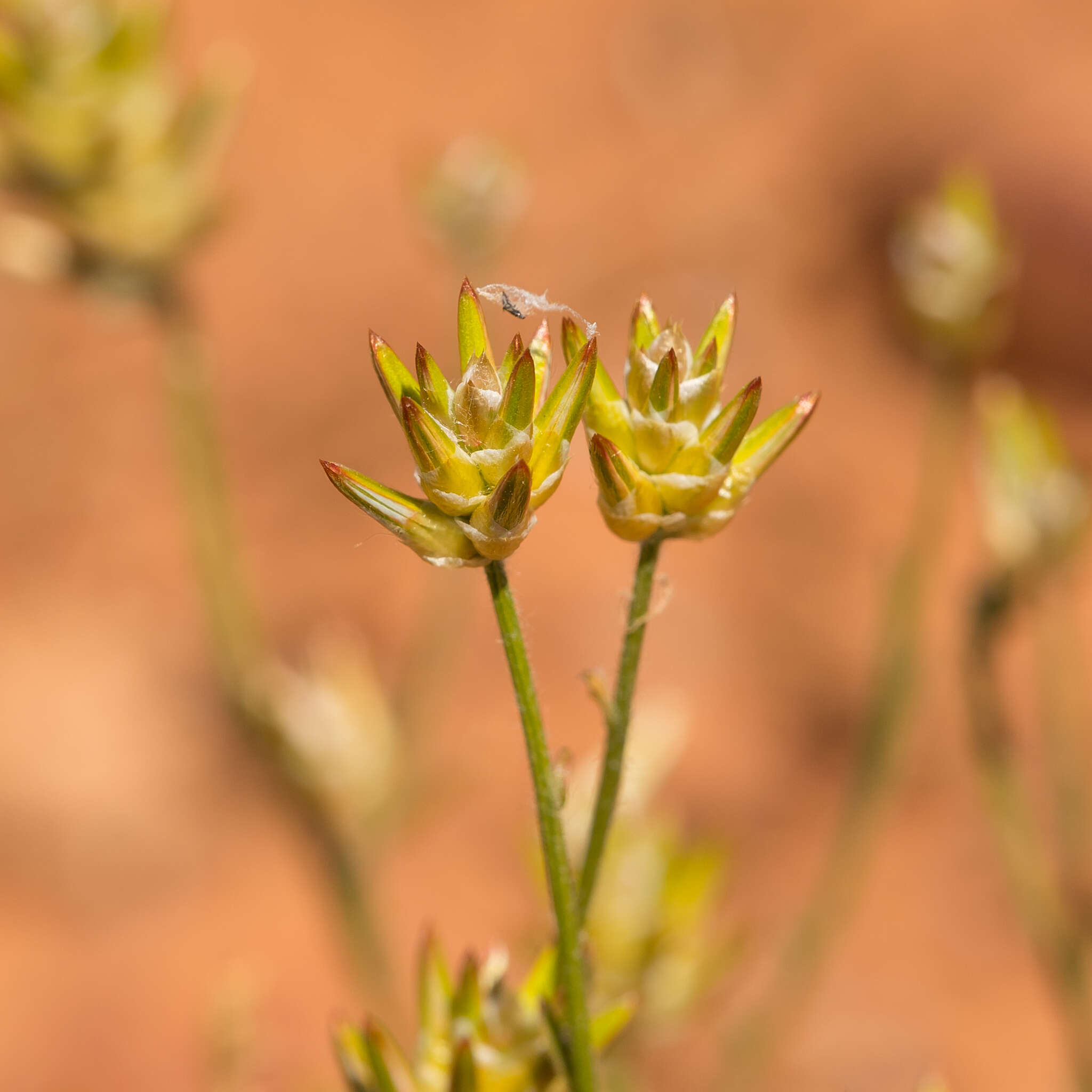 Image of Ptilotus modestus T. Hammer