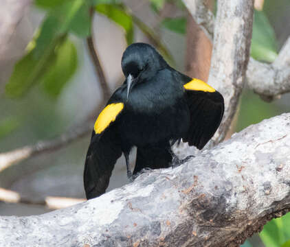 Image of Yellow-shouldered Blackbird