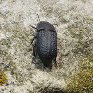 Image of Opatrum sabulosum (Linnaeus 1761)