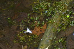 Image of Duckweed