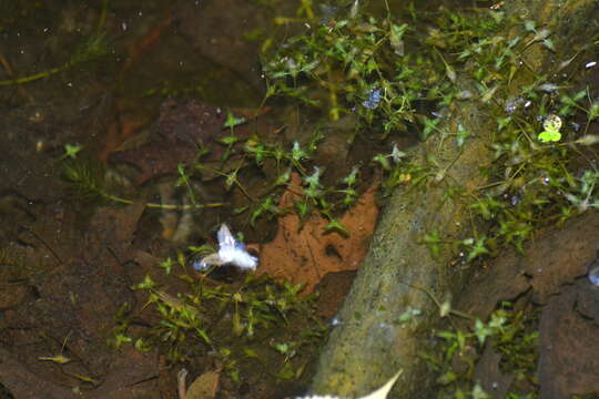 Image of Duckweed