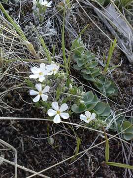 Imagem de Phlox hoodii Richards.