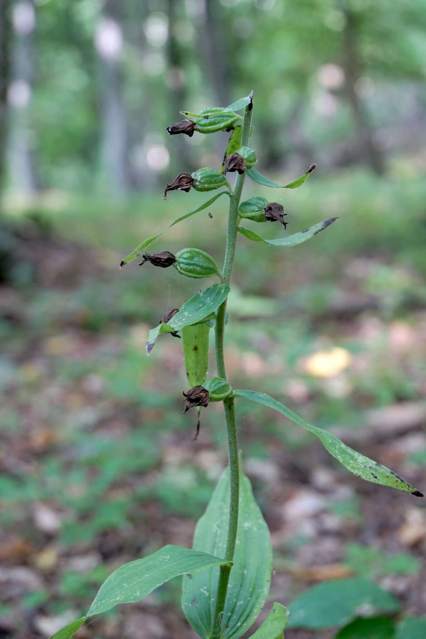 Image of Narrow-lipped helleborine