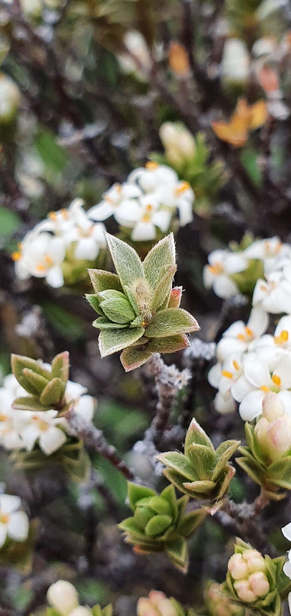 Image of Pimelea concinna Allan