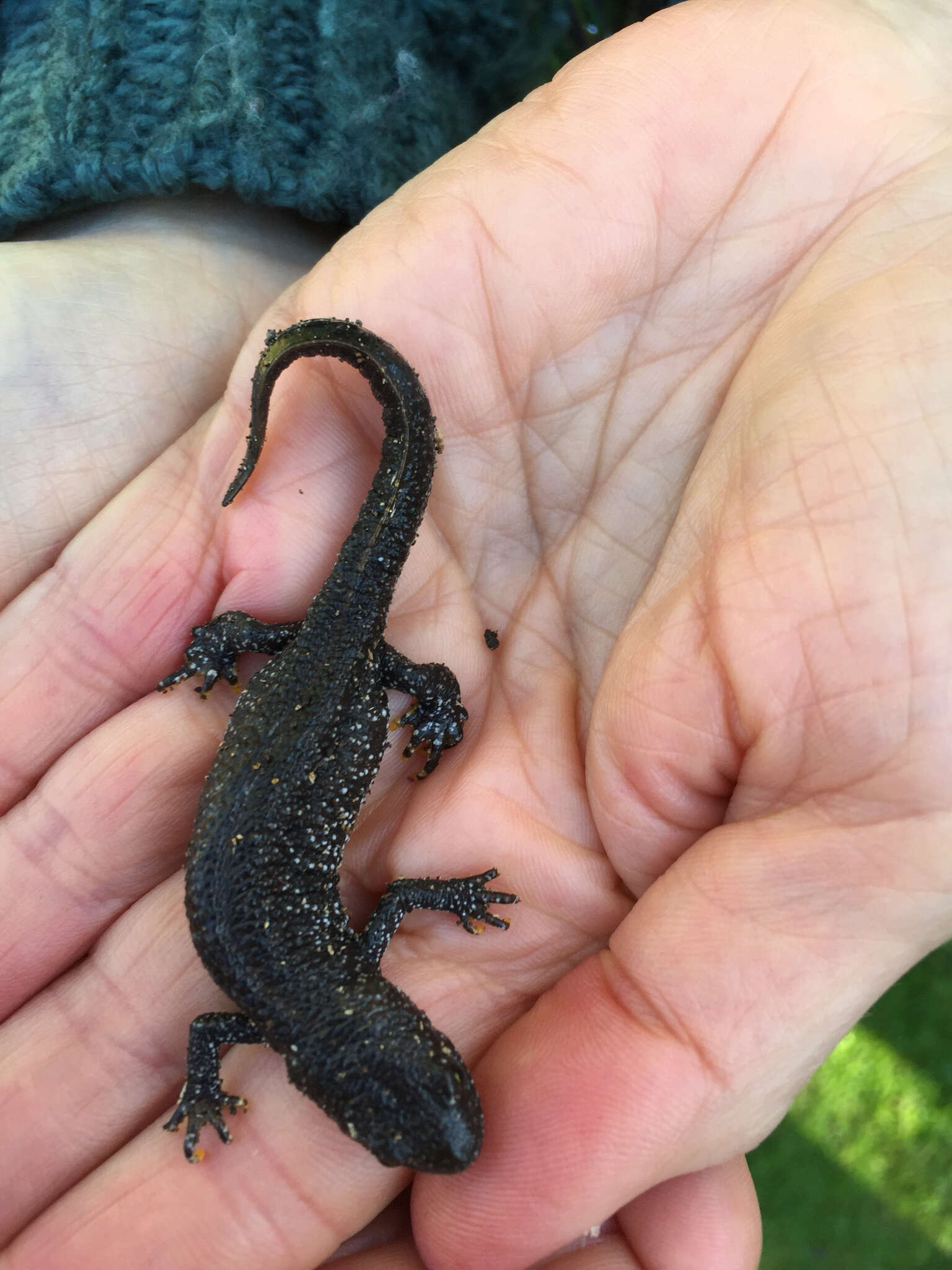 Image of Great Crested Newt