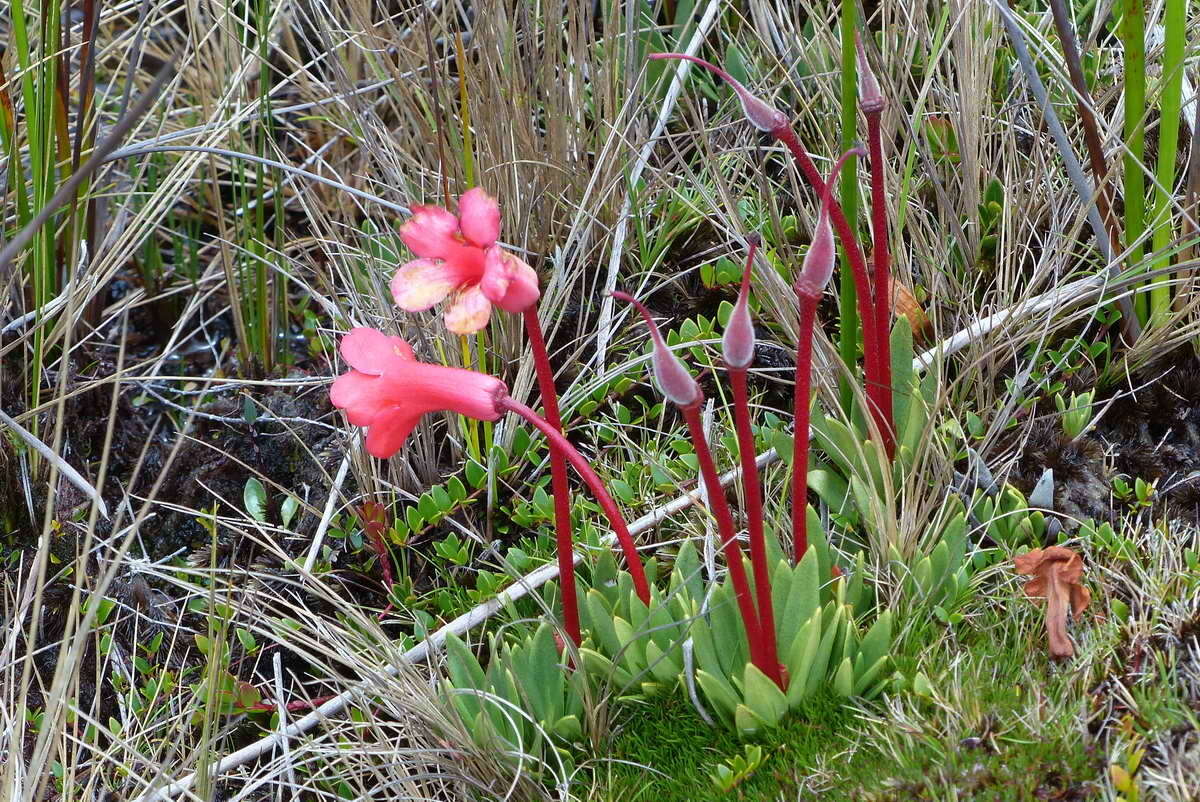 صورة Rhododendron saxifragoides J. J. Smith