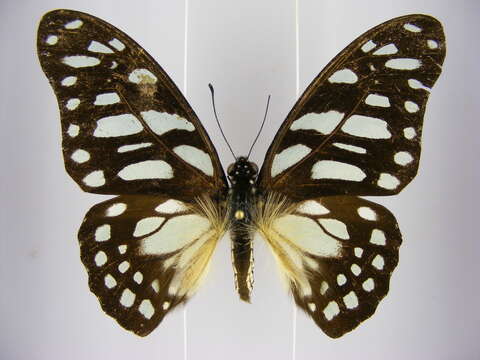 Image of common graphium