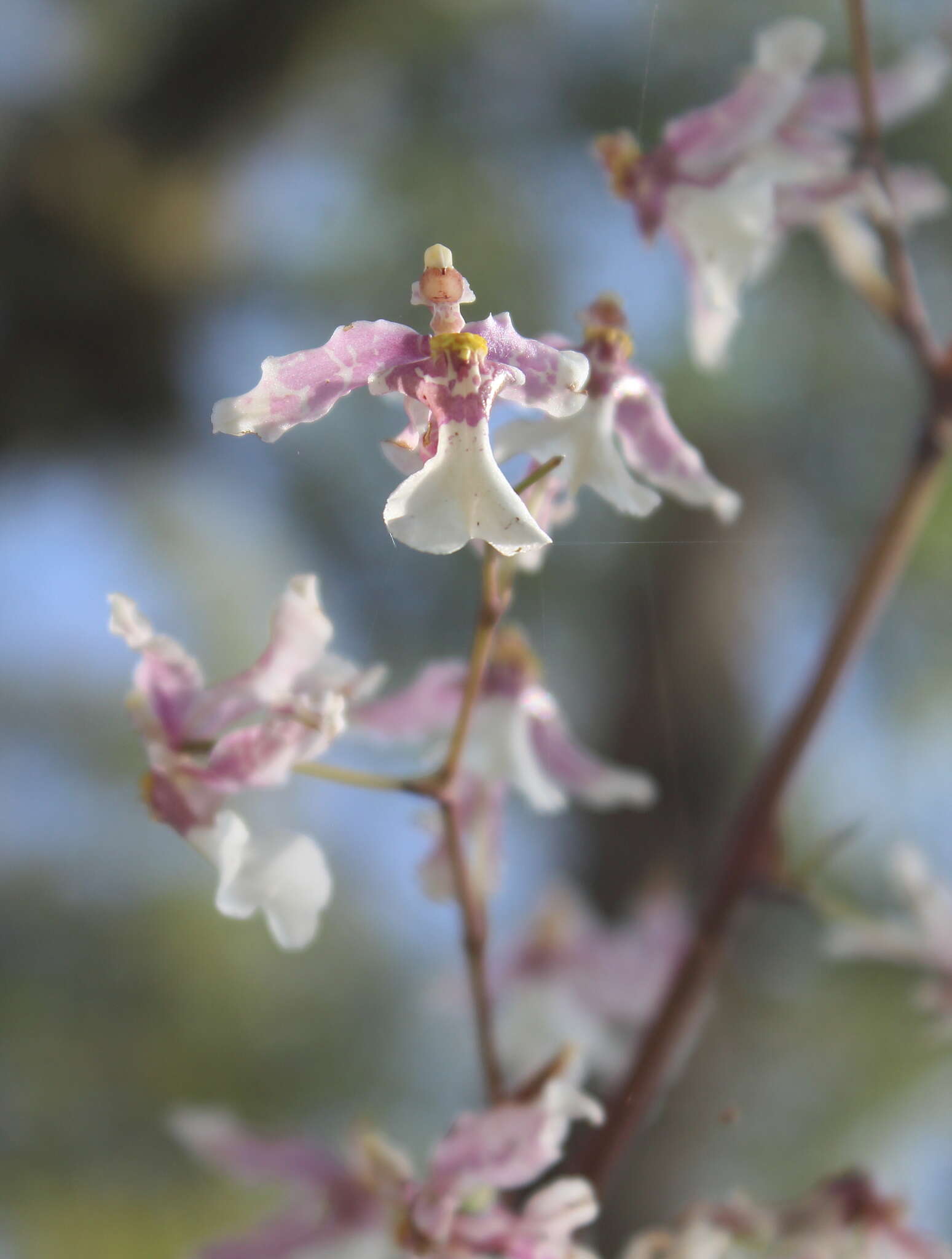 Слика од Oncidium incurvum Barker ex Lindl.